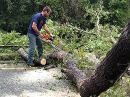 Best Leaf Removal  in New Franklin, MO