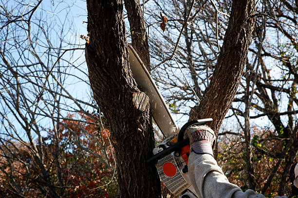 Best Stump Grinding and Removal  in New Franklin, MO