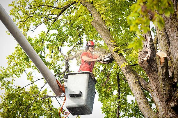 Best Hedge Trimming  in New Franklin, MO