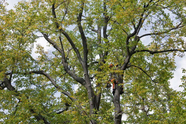 How Our Tree Care Process Works  in  New Franklin, MO